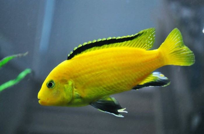 Ikan Lemon Electric Yellow Cichild