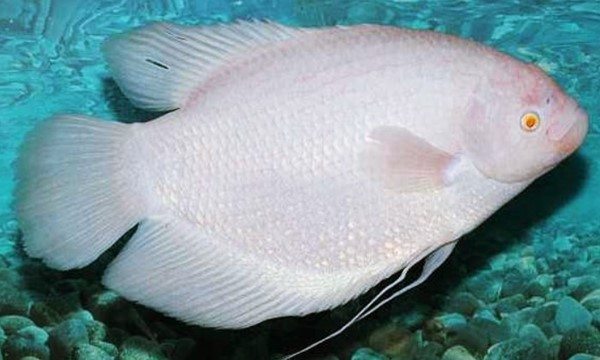 Ikan Gurame Kapas