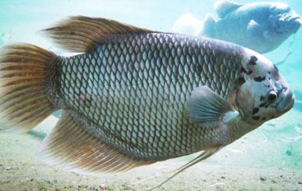 Ikan Gurame Soang (Angsa)