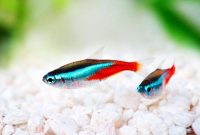 Ikan Hias Neon Tetra