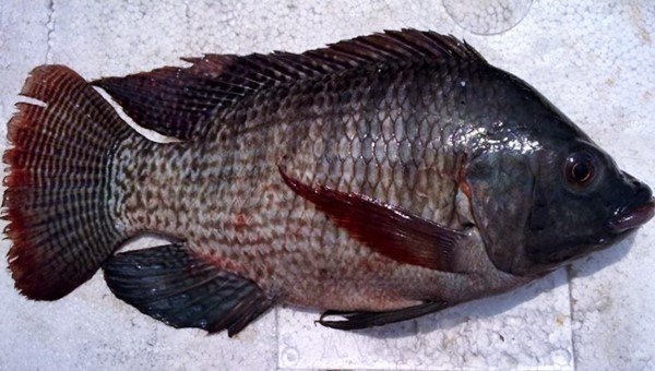 Ikan Nila 69