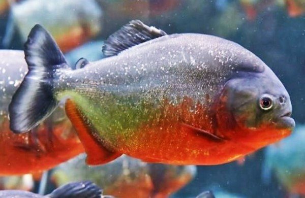 Ikan Red Belly Piranha