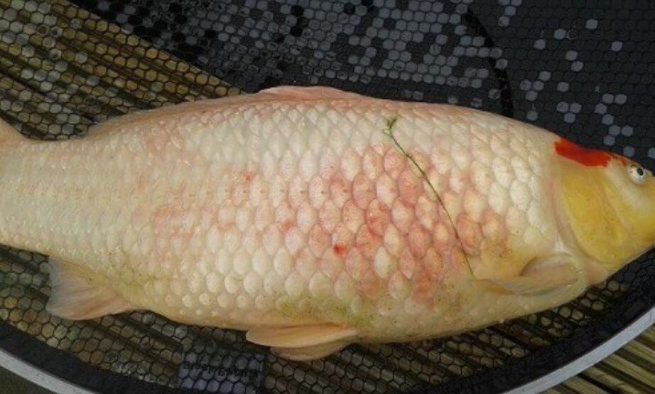 Ikan Koi Terkena Penyakit Lumpur