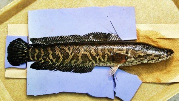 Ikan Snakehead