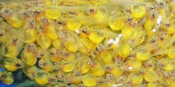 Larva Ikan Nila